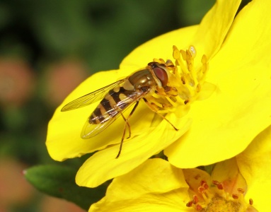 Syrphus vitripennis, hoverfly, female, Alan Prowse